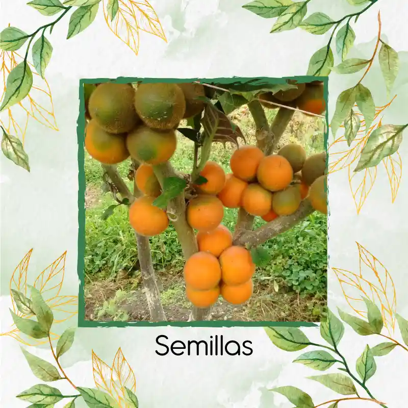 20.000 Semillas Orgánicas De Fruta Lulo