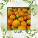 20.000 Semillas Orgánicas De Fruta Lulo
