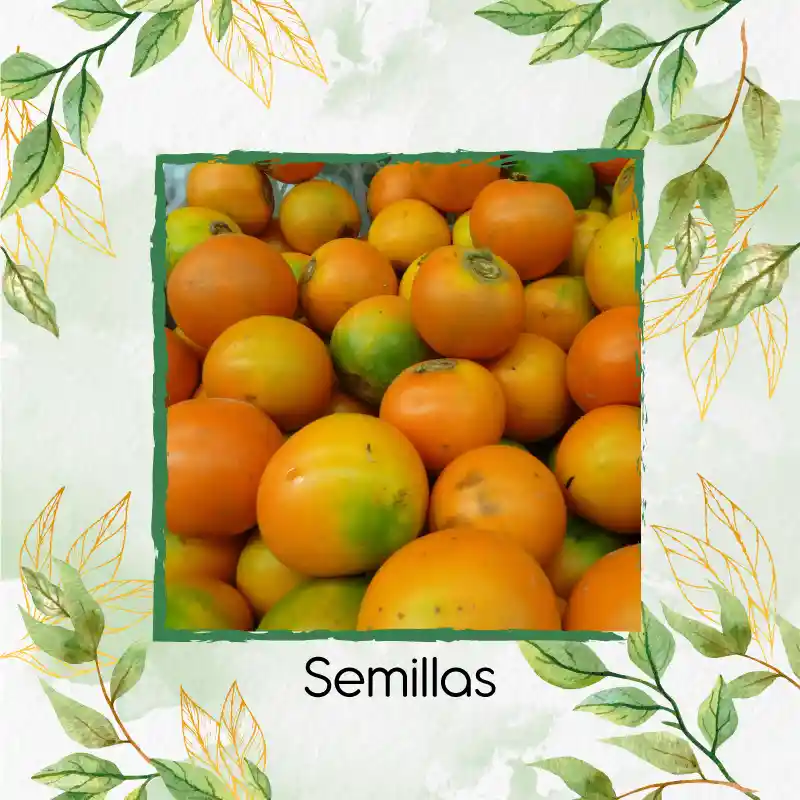 20.000 Semillas Orgánicas De Fruta Lulo