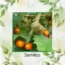 20.000 Semillas Orgánicas De Fruta Lulo