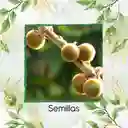 20.000 Semillas Orgánicas De Fruta Lulo