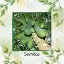 200 Semillas Orgánicas De Papaya