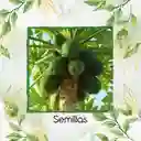 200 Semillas Orgánicas De Papaya