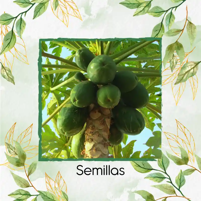 200 Semillas Orgánicas De Papaya