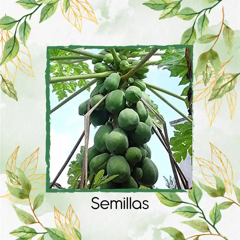 200 Semillas Orgánicas De Papaya