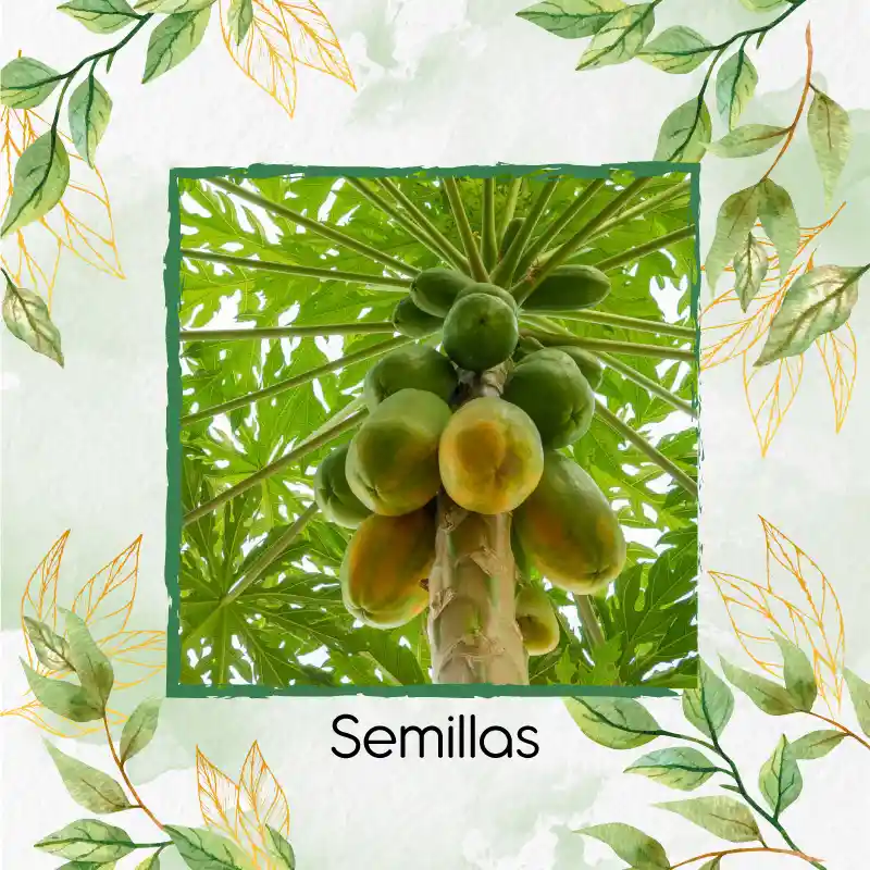 200 Semillas Orgánicas De Papaya