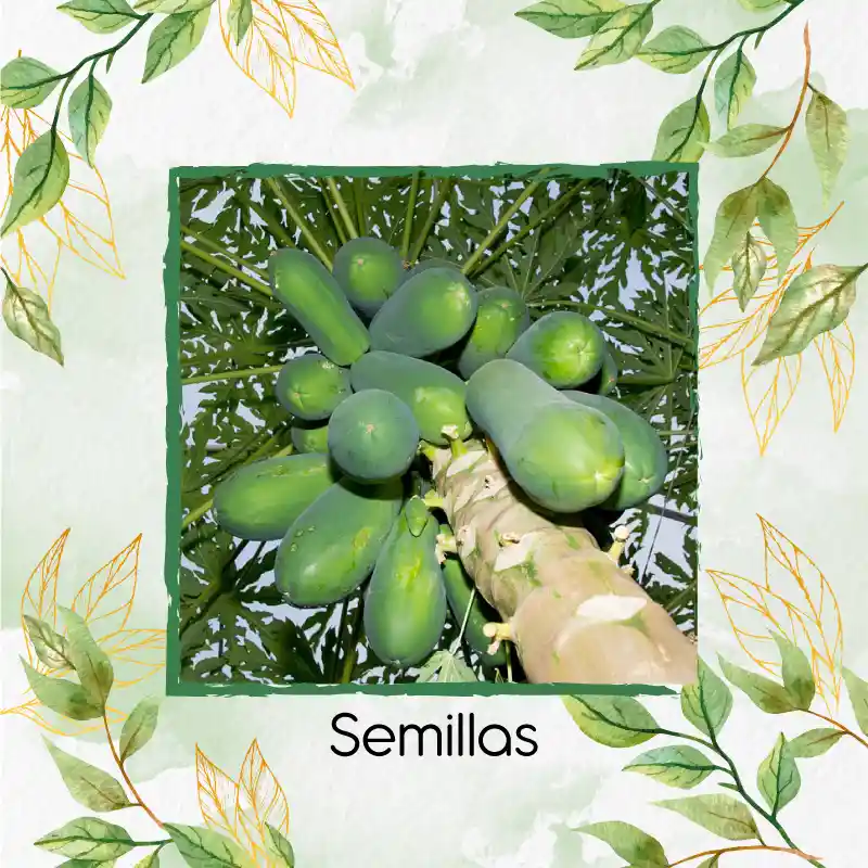 500 Semillas Orgánicas De Papaya