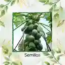 500 Semillas Orgánicas De Papaya