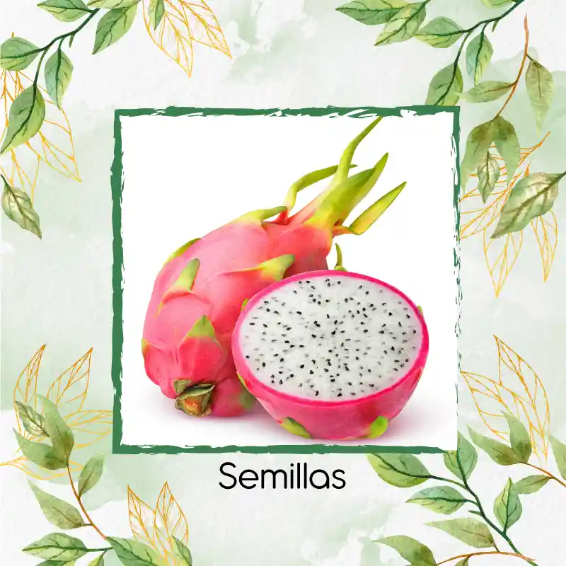 8 Semillas Orgánicas De Pitahaya Roja