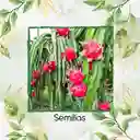 300 Semillas Orgánicas De Pitahaya Roja