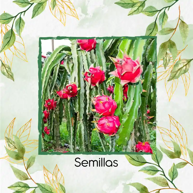 300 Semillas Orgánicas De Pitahaya Roja