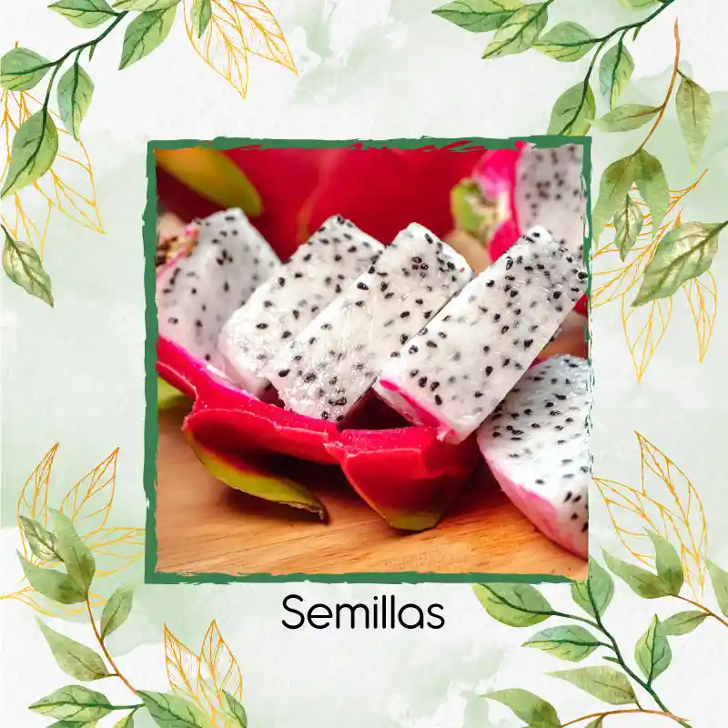 300 Semillas Orgánicas De Pitahaya Roja