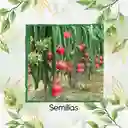 600 Semillas Orgánicas De Pitahaya Roja