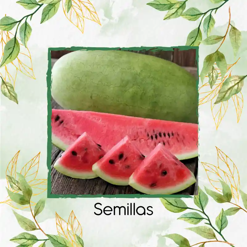 10 Semillas Orgánicas De Fruta Sandia Charleston