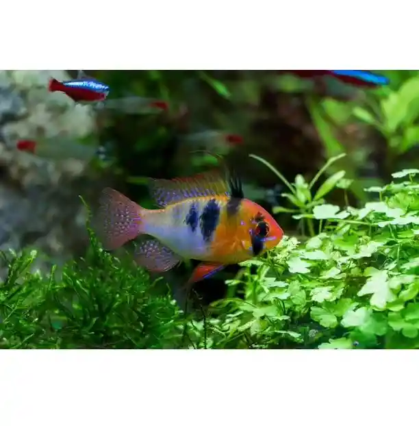 Tetra Rubin Granules 52g Original Alimento Para Peces