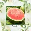 800 Semillas Orgánicas De Fruta Sandia Fairfax Rayada