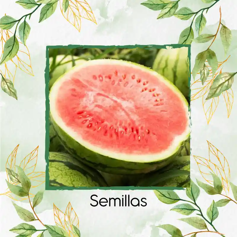 800 Semillas Orgánicas De Fruta Sandia Fairfax Rayada