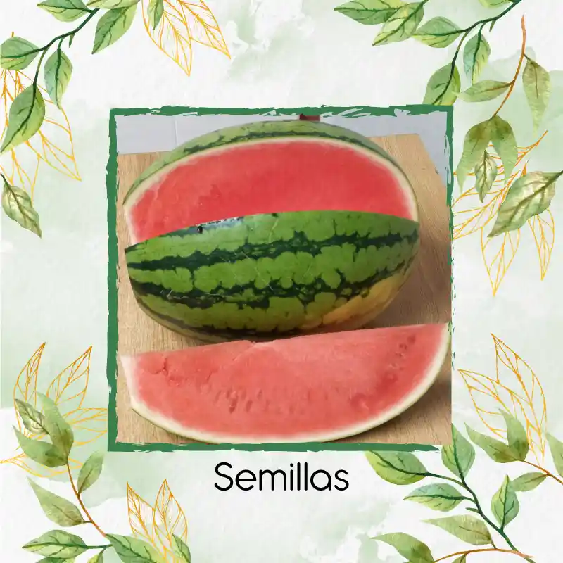 800 Semillas Orgánicas De Fruta Sandia Fairfax Rayada