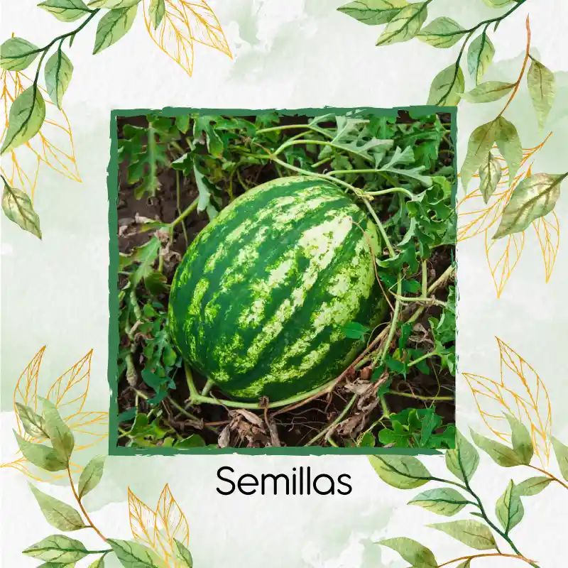 10 Semillas Orgánicas De Fruta Sandia Jubilee