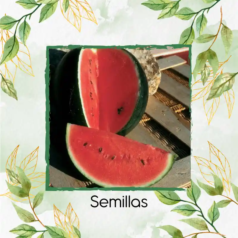 12 Semillas Orgánicas De Fruta Sandia Baby