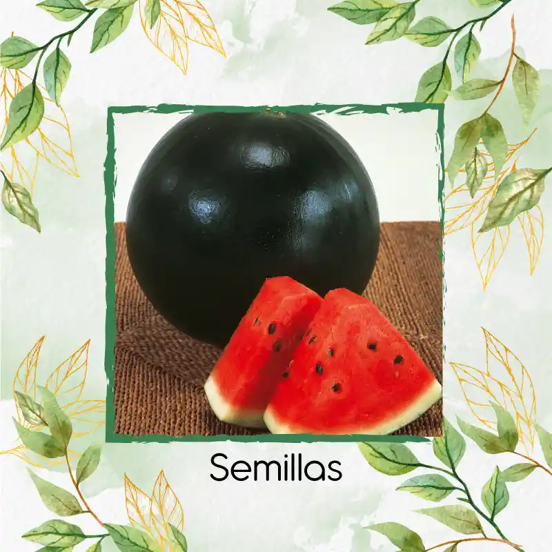 12 Semillas Orgánicas De Fruta Sandia Baby