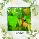 200 Semillas Orgánicas De Fruta Uchuva