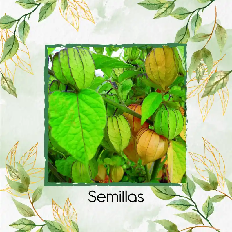 200 Semillas Orgánicas De Fruta Uchuva