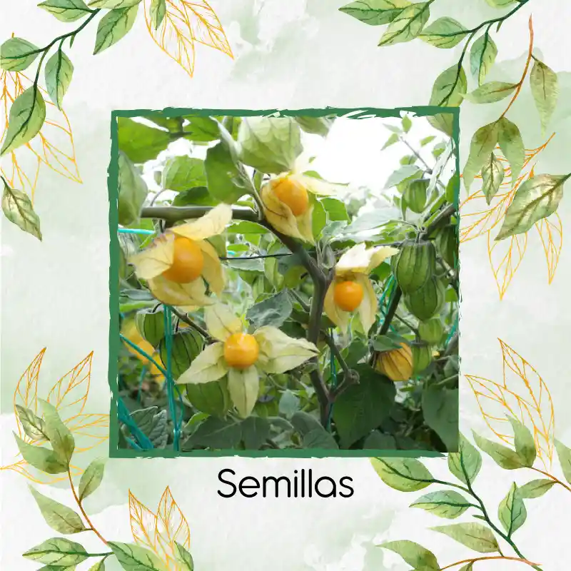 200 Semillas Orgánicas De Fruta Uchuva