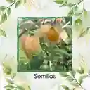 200 Semillas Orgánicas De Fruta Uchuva