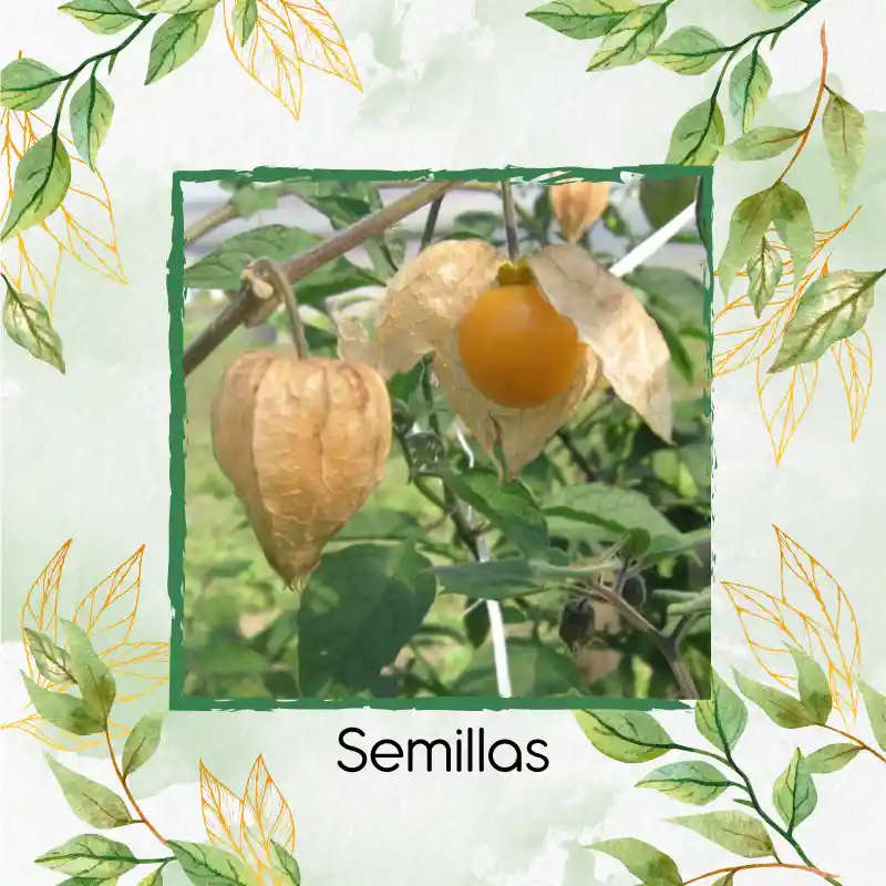 200 Semillas Orgánicas De Fruta Uchuva