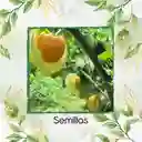200 Semillas Orgánicas De Fruta Uchuva