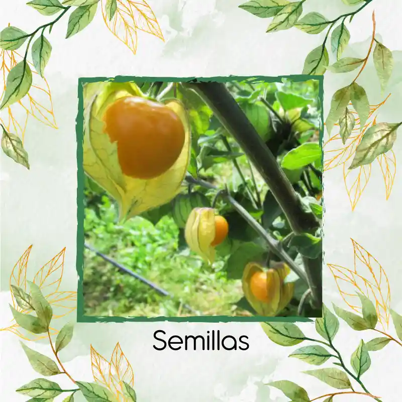 200 Semillas Orgánicas De Fruta Uchuva