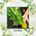 1.250 Semillas Orgánicas De Acelga Amarilla