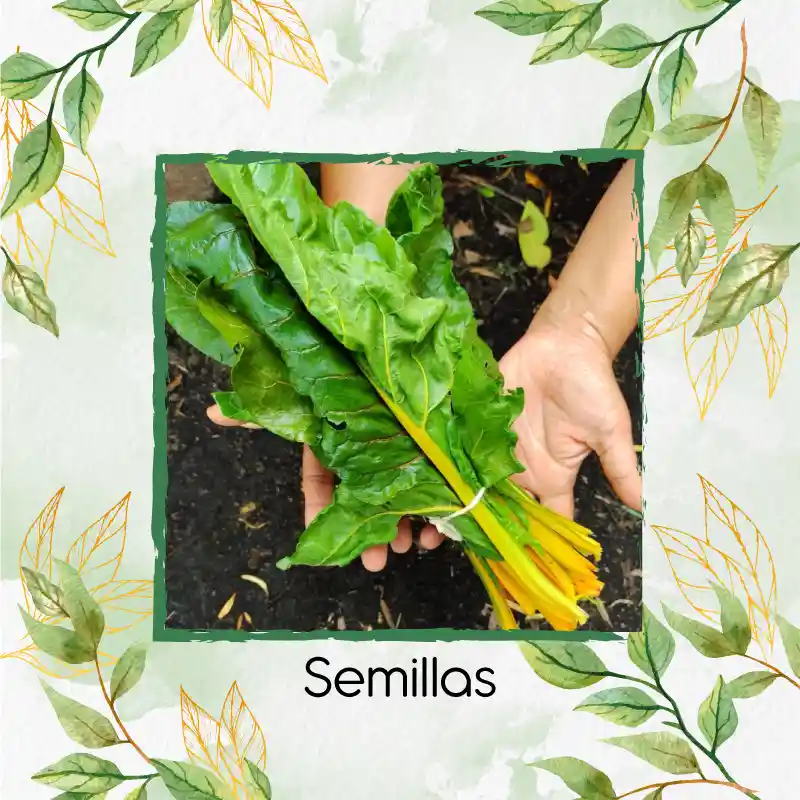 1.250 Semillas Orgánicas De Acelga Amarilla