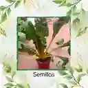 1.250 Semillas Orgánicas De Acelga Amarilla