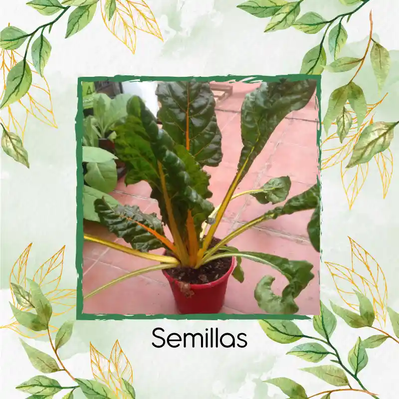 1.250 Semillas Orgánicas De Acelga Amarilla