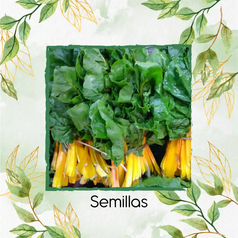 1.250 Semillas Orgánicas De Acelga Amarilla