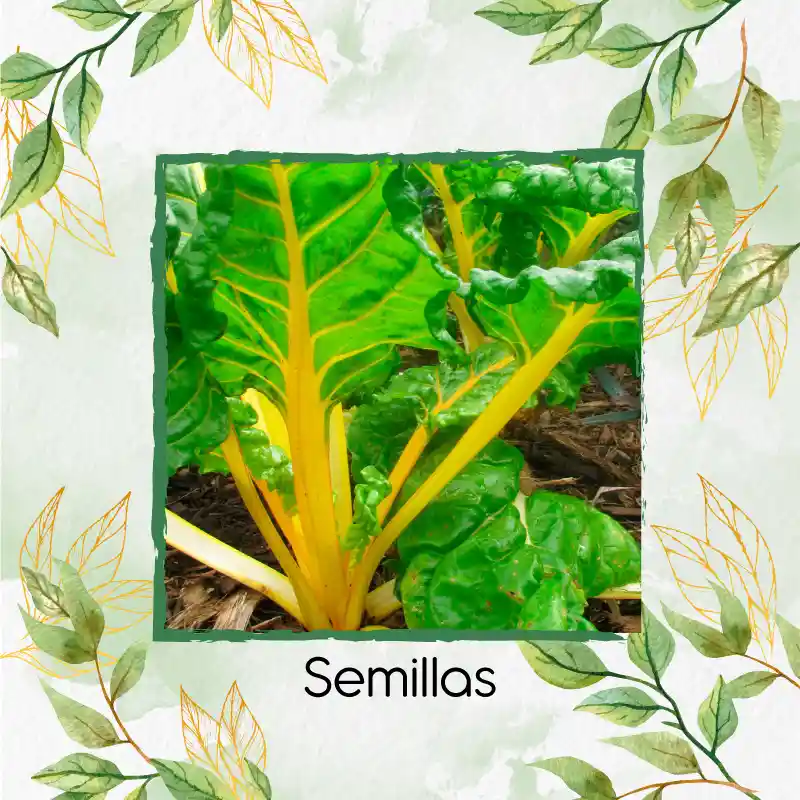 1.250 Semillas Orgánicas De Acelga Amarilla