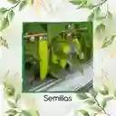 3.200 Semillas Orgánicas De Ají Cubanelle