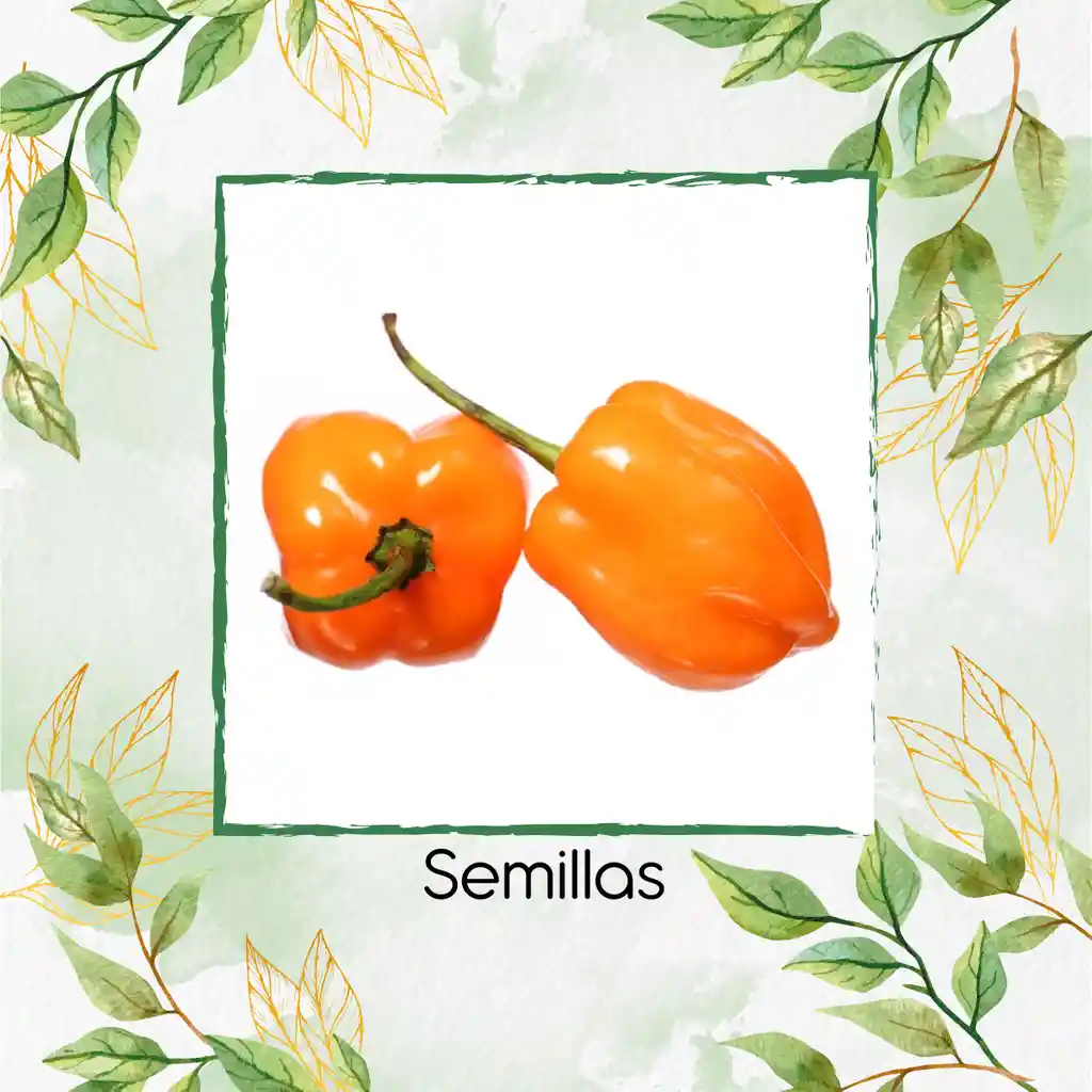 10 Semillas Orgánicas De Aji Habanero Naranja