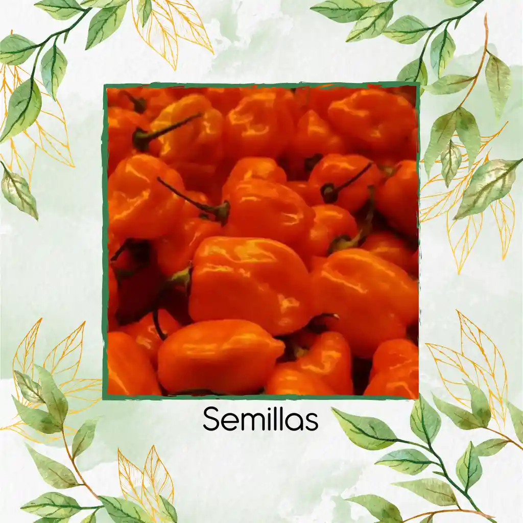 40 Semillas Orgánicas De Ají Habanero Naranja