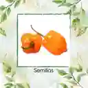 40 Semillas Orgánicas De Ají Habanero Naranja