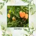 200 Semillas Orgánicas De Ají Habanero Naranja