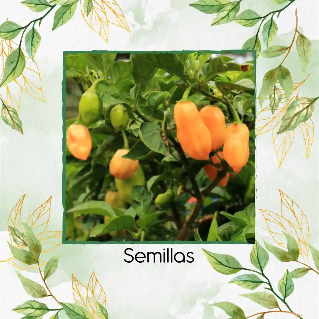 200 Semillas Orgánicas De Ají Habanero Naranja