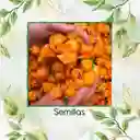 200 Semillas Orgánicas De Ají Habanero Naranja