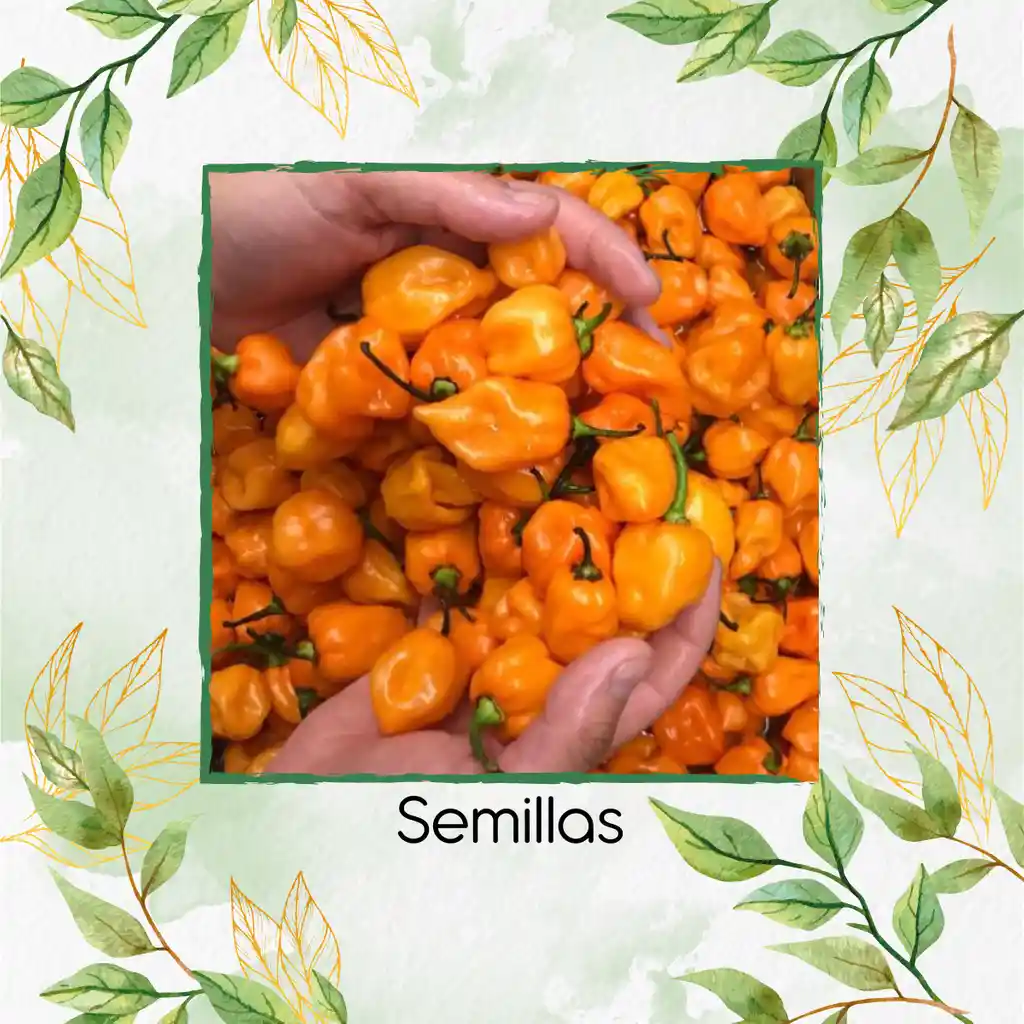 200 Semillas Orgánicas De Ají Habanero Naranja