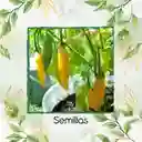 10 Semillas Orgánicas De Ají Habanero Limón