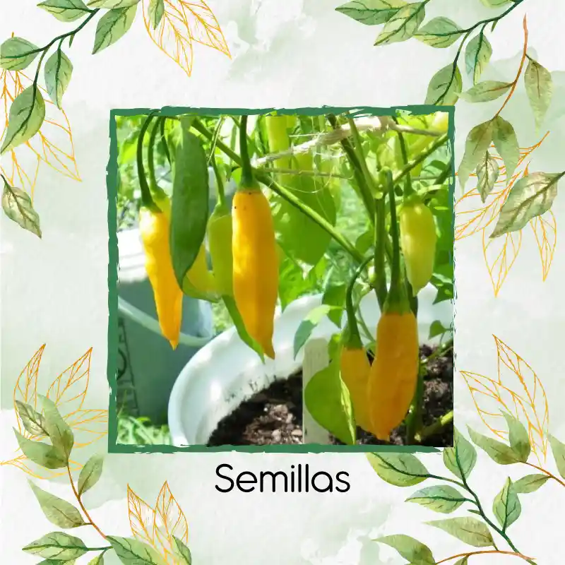 10 Semillas Orgánicas De Ají Habanero Limón