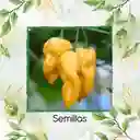 10 Semillas Orgánicas De Ají Habanero Limón