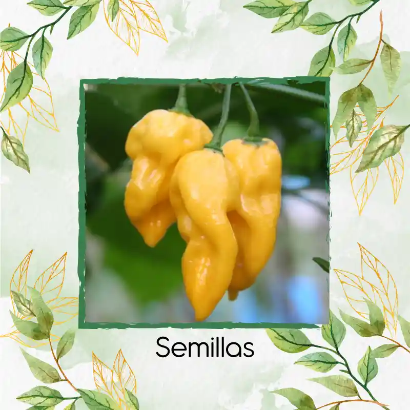 10 Semillas Orgánicas De Ají Habanero Limón